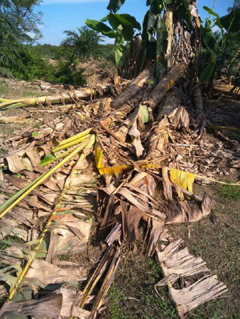 Di Inhu, Sudah Dua Bulan Gajah Berdiam di Kebun Warga